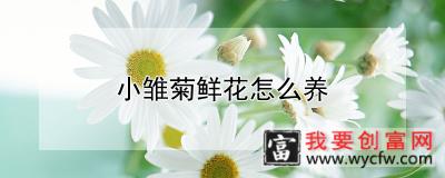 小雏菊鲜花怎么养