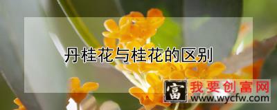 丹桂花与桂花的区别