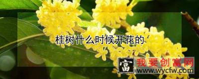 桂树什么时候开花的