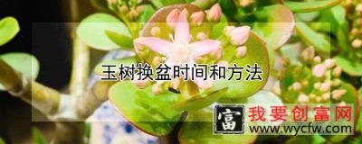 玉树换盆时间和方法