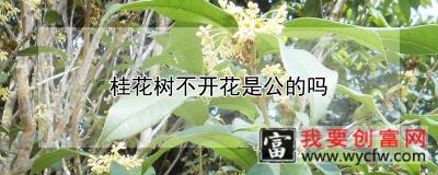 桂花树不开花是公的吗