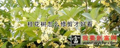 桂花树怎么修剪才好看