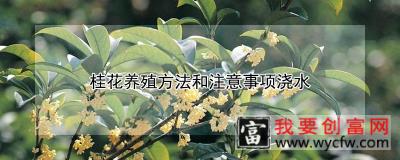 桂花养殖方法和注意事项浇水