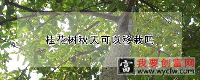 桂花树秋天可以移栽吗