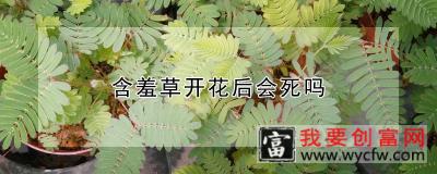 含羞草开花后会死吗