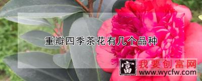 重瓣四季茶花有几个品种