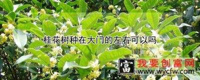 桂花树种在大门的左右可以吗