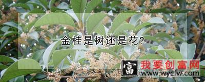 金桂是树还是花?