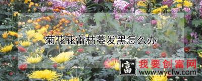 菊花花蕾枯萎发黑怎么办