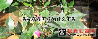 香妃茶花开花为什么不香