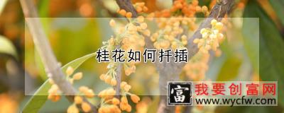 桂花如何扦插