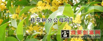 桂花树分公母吗？