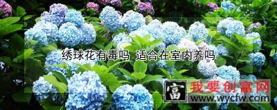 绣球花有毒吗 适合在室内养吗