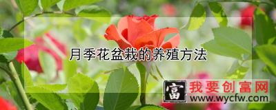 月季花盆栽的养殖方法