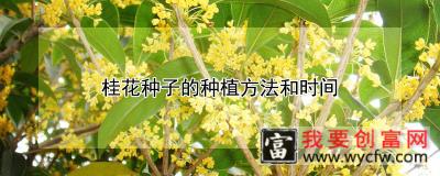 桂花种子的<a href=https://www.wycfw.com/e/tags/?tagid=232 target=_blank class=infotextkey>种植方法</a>和时间