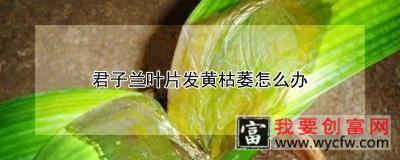 君子兰叶片发黄枯萎怎么办