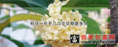 桂花一年开几次花花期是多久