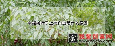 幸福树叶子上有白斑是什么原因