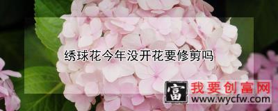 绣球花今年没开花要修剪吗