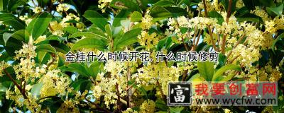 金桂什么时候开花，什么时候修剪