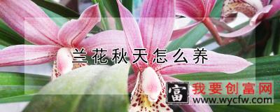 兰花秋天怎么养