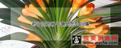 君子兰的根干瘪是怎么回事