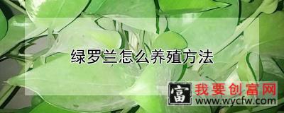 绿罗兰怎么养殖方法