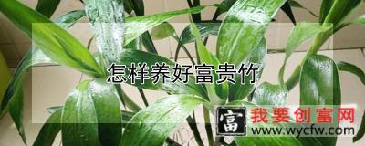 怎样养好富贵竹