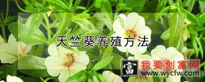 天竺葵养殖方法