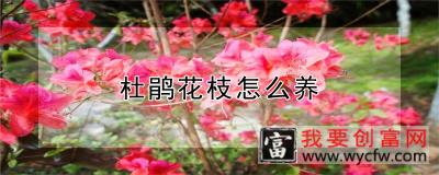 杜鹃花枝怎么养