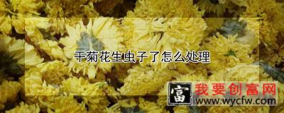 干菊花生虫子了怎么处理