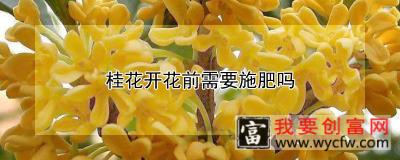 桂花开花前需要施肥吗