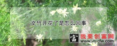 文竹开花了是怎么回事