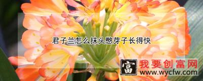 君子兰怎么抹头憋芽子长得快