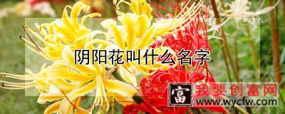 阴阳花叫什么名字