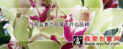 观音素兰花属于什么品种