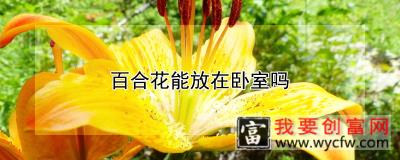 百合花能放在卧室吗