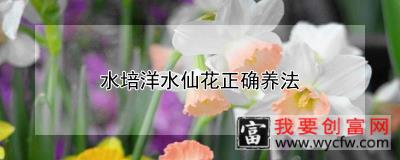 水培洋水仙花正确养法