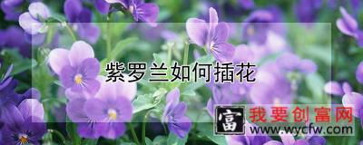 紫罗兰如何插花