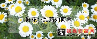 鲜花小雏菊如何养