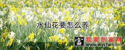 水仙花要怎么养