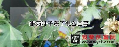 雏菊叶子蔫了怎么回事