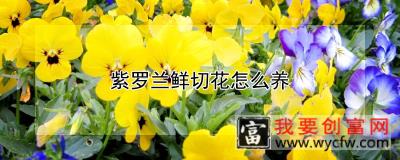 紫罗兰鲜切花怎么养