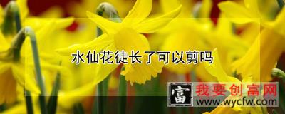 水仙花徒长了可以剪吗