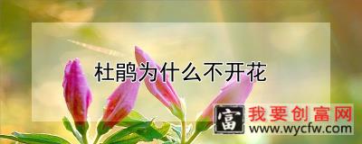 杜鹃为什么不开花