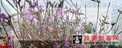 干支杜鹃不开花怎么办