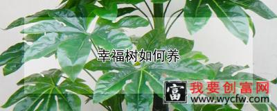 幸福树如何养