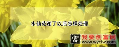 水仙花谢了以后怎样处理