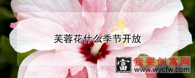 芙蓉花什么季节开放