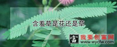 含羞草是花还是草